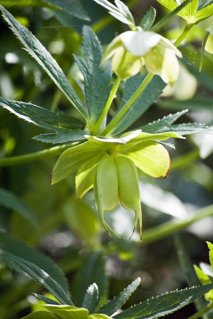 Determinazione specie - Helleborus. ....